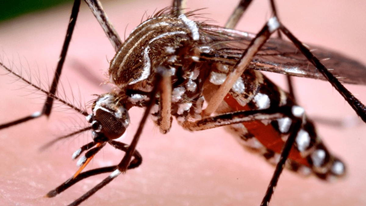 Los casos de dengue en Florida suben a 368 y Miami-Dade sigue bajo alerta sanitaria